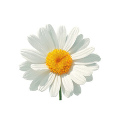 Pastel Flat Daisy Flower Illustration, White Petals, Yellow Center, Transparent PNG, Isolated on White Background