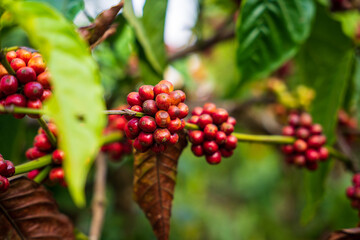 Raw arabica coffee berries in coffee plantation, mudigere, India