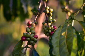Red coffee berries ripening on branches amidst lush green leaves on a coffee tree in a serene plantation setting, Maturing coffee cherries on a tree