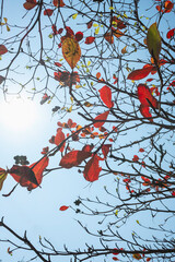 Beautiful leaves changing color in autumn with sunlight shining through. Natural seasonal background