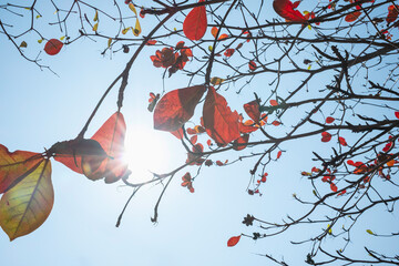 Beautiful leaves changing color in autumn with sunlight shining through. Natural seasonal background