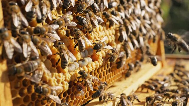 Close-up of bees working on honeycomb, producing honey, and caring for larvae