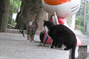 台湾の地域猫