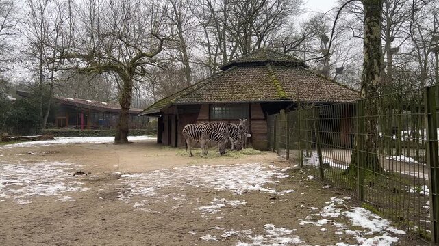 A group of zebras grazes on hay in an outdoor enclosure at a zoo, standing near a circular stable with a mossy roof surrounded by patches of snow and bare trees.