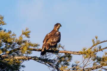 young eagle
