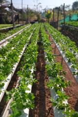 Hydroponic lettuce green vegetable farm agriculture organic leaf growth soil Hydroponic lettuce green vegetable farm agriculture organic leaf growth over soil sunlight, fresh crop row pattern