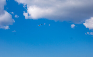 Obraz premium 自由への飛翔、澄み渡る希望の青空