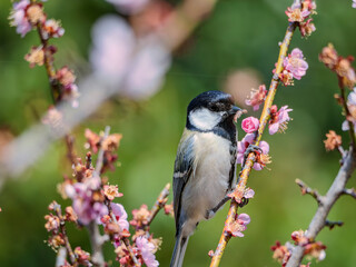 Obraz premium 春の小枝でひと休み、愛らしいシジュウカラのポートレート