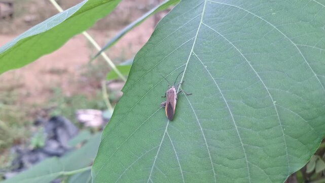 Leptocorisa oratoryus Rice Bug Perched on Green Cassava Leaf Manihot esculenta in Tropical Agricultural Garden