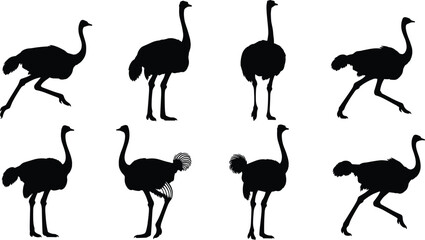 Ostrich silhouette collection in various walking and standing poses isolated on white background, exotic bird vector illustration set