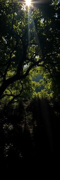 Shadows embrace kin beneath sun-dappled canopy; paternal warmth, verdant hush, black family,  top view