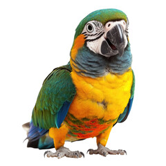 Fototapeta premium Colorful parrot bird 3d isolated transparent bg, cutout png