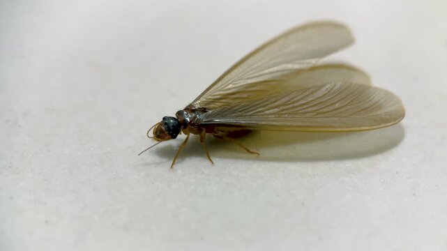 Winged Termite Resting and Cleaning Its Mouth in Macro Close Up