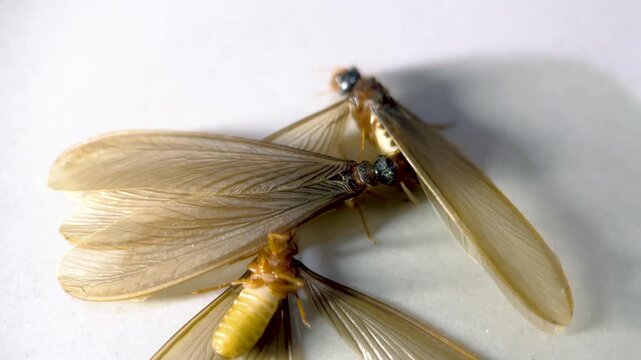 winged termites aggressively attacking each other. This video captures insect conflict behavior, fragile wings, and intense interaction commonly seen during termite swarming season.
