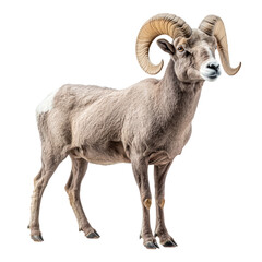 3d bighorn sheep isolated on transparent background isolated transparent bg, cutout png