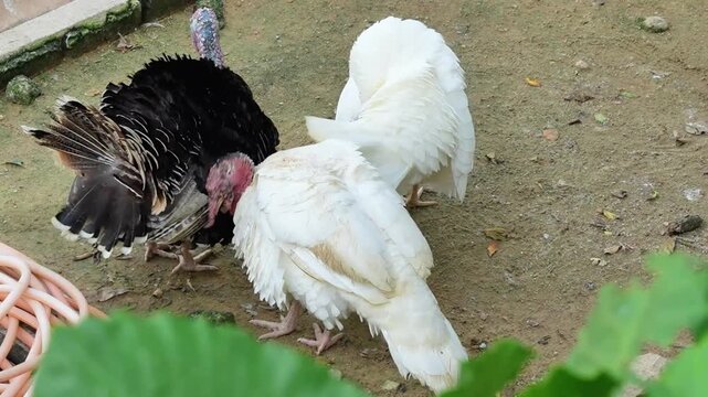 a sudden bird dance, bronze turkey dancing, a group of bronze turkey