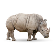 Obraz premium Transparent PNG of Single Large Rhinoceros.