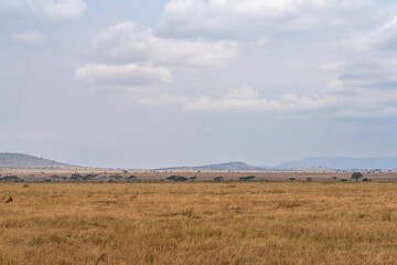 Fototapeta premium grassy savanna expanse and hills on horizon in central region of serengeti national park tanzania 