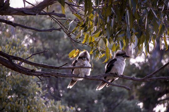 kookaburras on a branch 