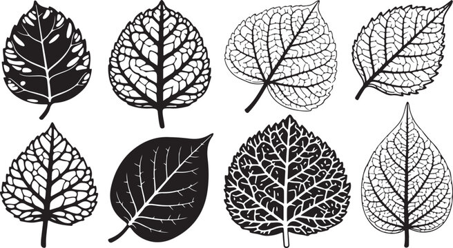 Collection of black and white leaf illustrations and skeletons