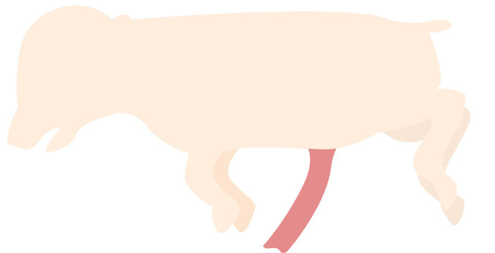 animal organ and parasite