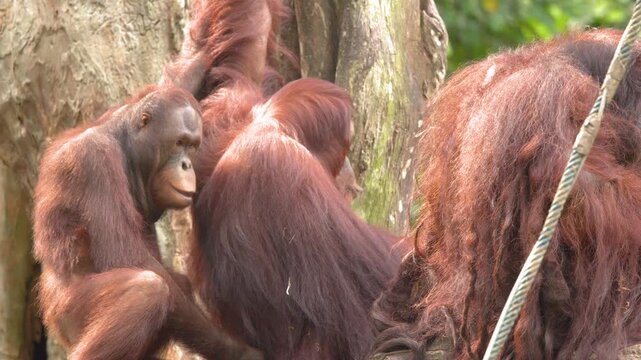 Young Orangutan Interacting with Adult in a Tropical Forest Environment