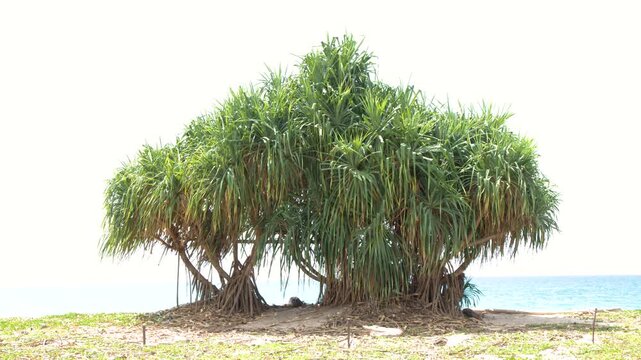 Tropical Pandanus Tree with Prop Roots on a Phuket Beach