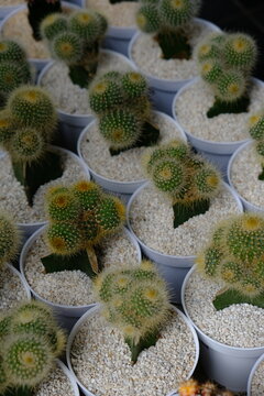 Parodia leninghausii cluster cacti, known as golden bal cacti, potted in white small container.
