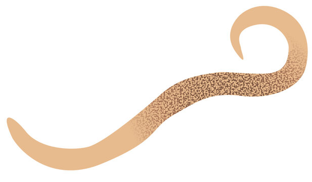 animal organ and parasite