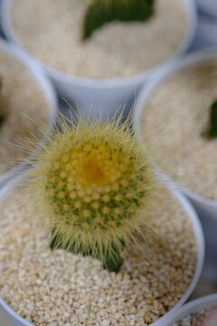 Parodia leninghausii is a species of South American cactus commonly found as a houseplant. Common names include lemon ball cactus, golden ball cactus and yellow tower cactus.