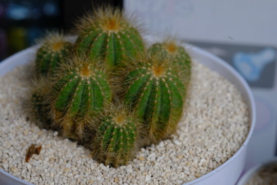 Parodia magnifica is a species of flowering plant in the family Cactaceae, native to southern Brazil. One of several species called ball cactus, it is also called balloon cactus.