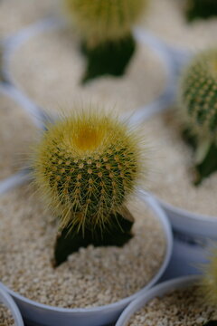 Parodia leninghausii is a species of South American cactus commonly found as a houseplant. Common names include lemon ball cactus, golden ball cactus and yellow tower cactus.