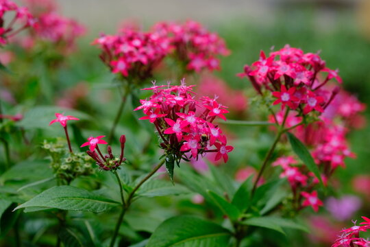 Pentas lanceolata, commonly known as Egyptian Star-cluster, is a perennial plant native to tropical East Africa to South Arabia.