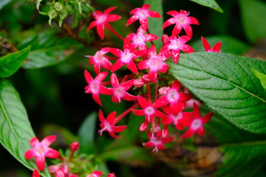 Pentas lanceolata, commonly known as Egyptian Star-cluster, is a perennial plant native to tropical East Africa to South Arabia.