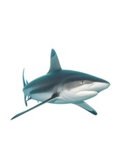 Fototapeta premium Shark swimming underwater against a clean white background copy space for design