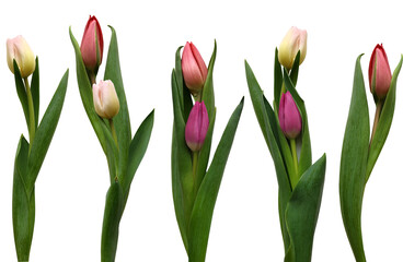 a collection of five unopened tulips in various shades of pink and yellow, presented on a transparent background.