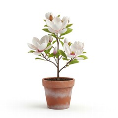 Naklejka premium Magnolia in Bloom: A close-up shot of a delicate magnolia tree potted in a rustic terracotta pot, its creamy white blossoms and vibrant green leaves create a serene display of natural beauty.