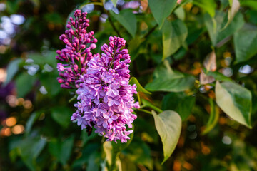 Obraz premium Flowers of purple lilac. Flowering lilac tree in garden on spring day