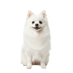 Obraz premium a full-body, high-key studio portrait of a transparent pomeranian spitz dog with voluminous fur, sitting attentively and smiling on a transparent background. concept of premium pet care