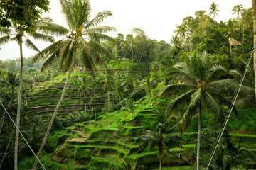 Obraz premium Balis daytime features rice terraces and palm trees