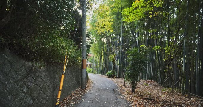 Narrow asphalt path going through bamboo thicket - wide shot