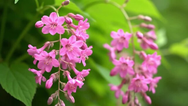 Close up of beautiful pink flowering currant blossoms on a green background in spring