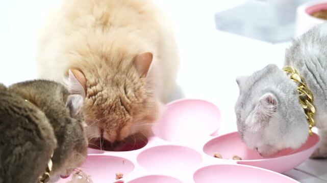 Three cat feline pets with gold collars eating wet food from pink flower shape feeder and divided bowls, animal friendship sharing food, indoor relaxed atmosphere, fluffy fur, pet care, peaceful mood