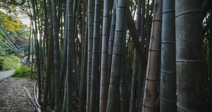 Close, steady cam shot on bamboo grove in Japanese village