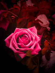 Close-up of a rose on dark red background.