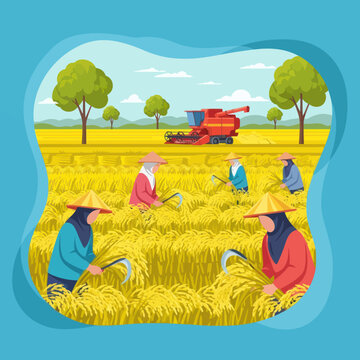 Farmers Harvesting Rice in Golden Field.