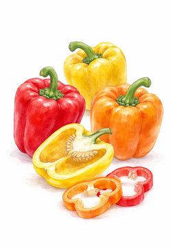 カラフルなパプリカの水彩イラスト　Colorful watercolor illustration of paprika