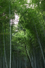 Obraz premium Landscape park of Natural green Bamboo groove forest