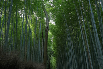 Landscape park of Natural green Bamboo groove forest