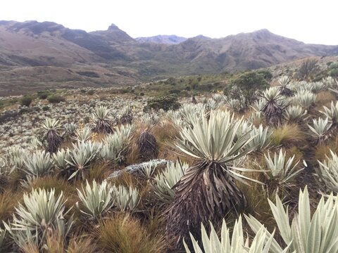 Giant frailejones in high Andean p&aacute;ramo landscape